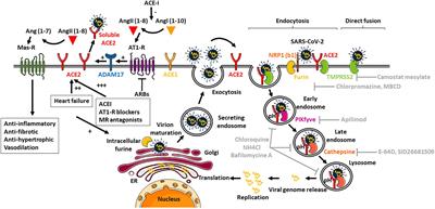 Do Cellular Entry Mechanisms of SARS-Cov-2 Affect Myocardial Cells and Contribute to Cardiac Injury in COVID-19 Patients?